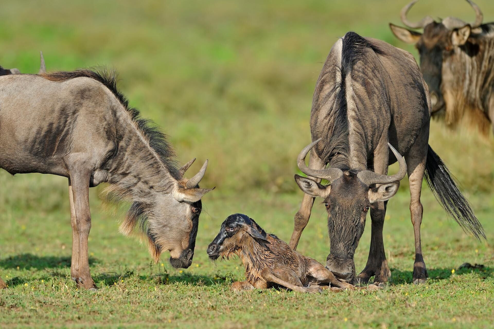 9-Day Calving Season Dec to March